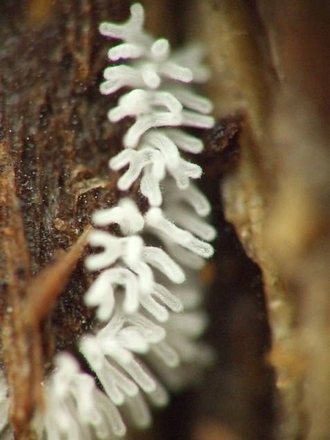 Ceratiomyxa fruticulosa